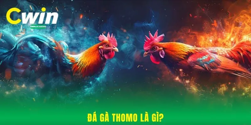 Đá gà Thomo là gì?