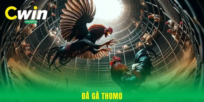 Đá gà Thomo - Mẹo đặt cược hiệu quả thắng lớn cùng Cwin
