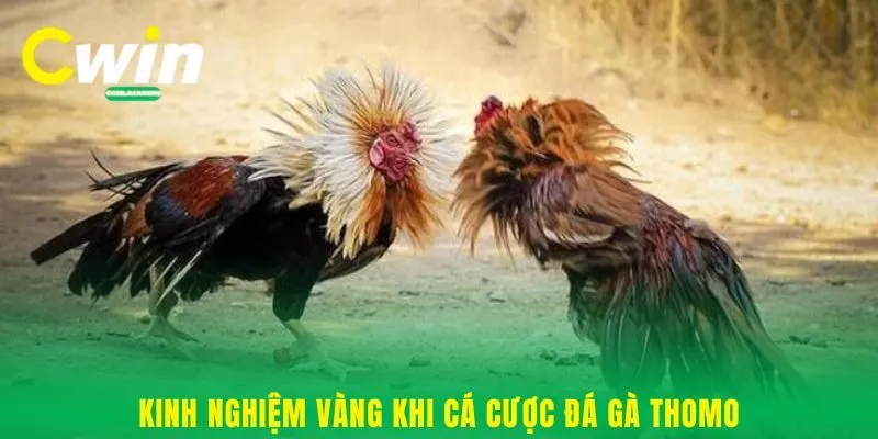 Kinh nghiệm vàng khi cá cược đá gà Thomo