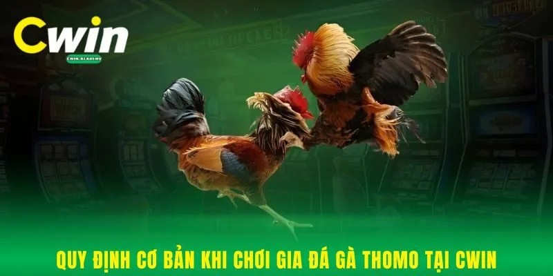 Quy định cơ bản khi chơi gia đá gà Thomo tại Cwin