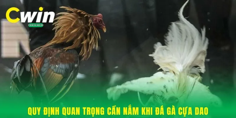 Quy định quan trọng cần nắm khi đá gà cựa dao